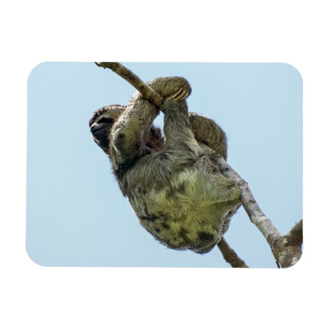 3-toed Sloth Small Magnet (Horizontal)