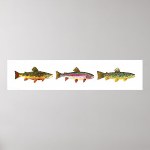 3 Trout - Brook, Brown, Rainbow Long Hoirzontal Poster