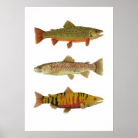 3 Trout & Salmon Art