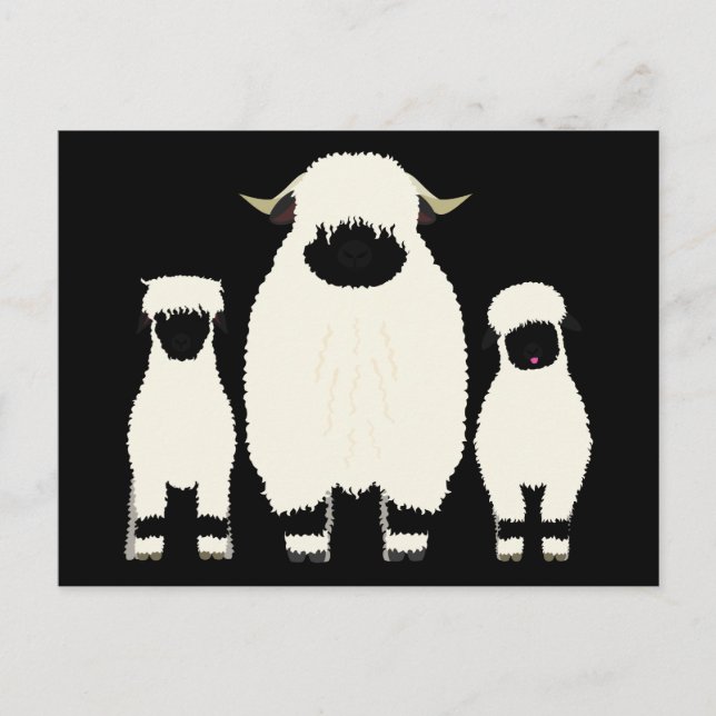 3 Valais Blacknose Sheep in a row Postcard (Front)