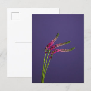 3 Veronica Flowers Postcard