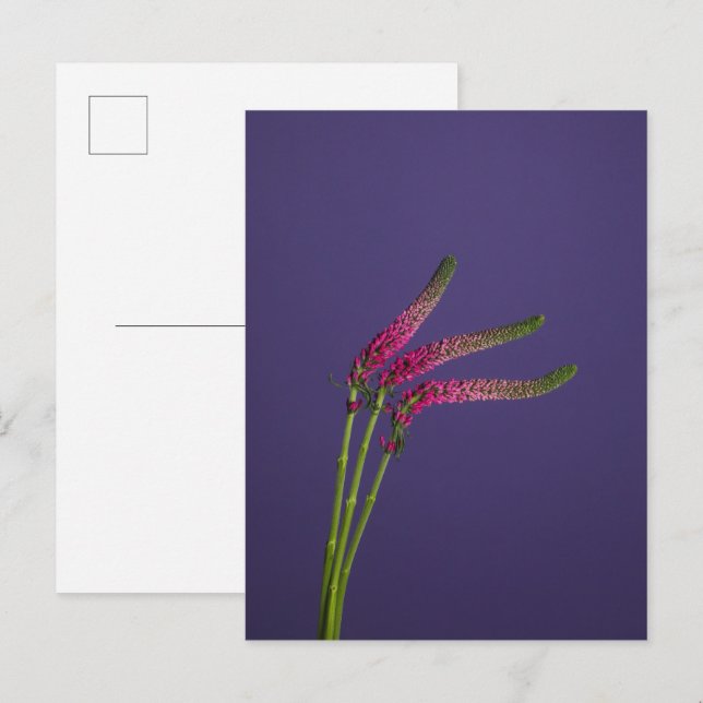 3 Veronica Flowers Postcard (Front/Back)