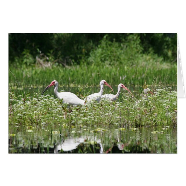 3 white ibis (Front Horizontal)