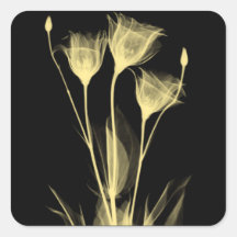3 X-Ray Flowers Wine Label