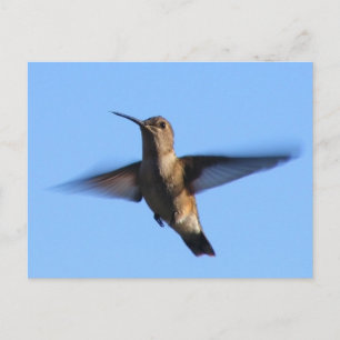 3aJ Hummingbird Flying in a Blue Sky Postcard