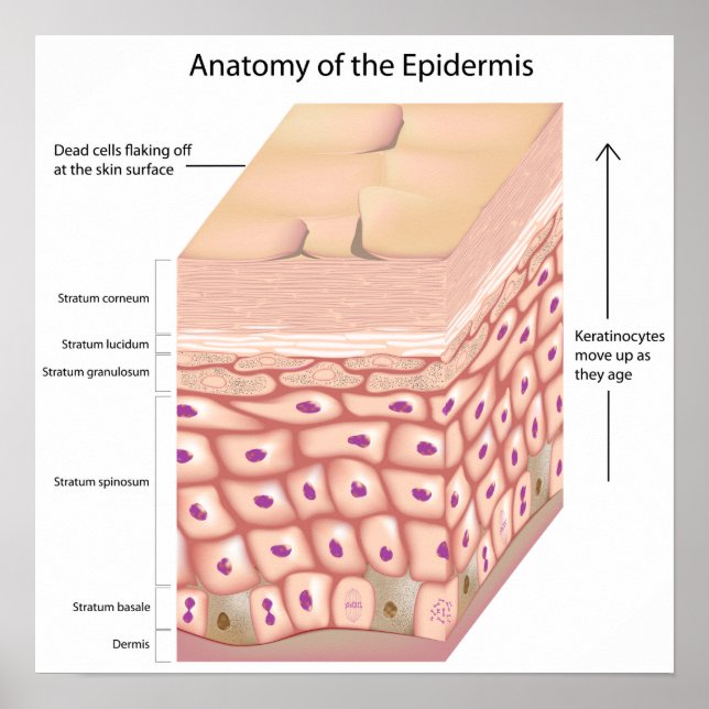 3d anatomy of the epidermis Poster (Front)