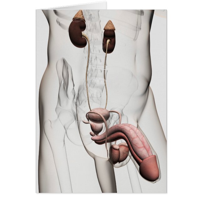 3D Illustration Of Male Reproductive System 1 (Front)
