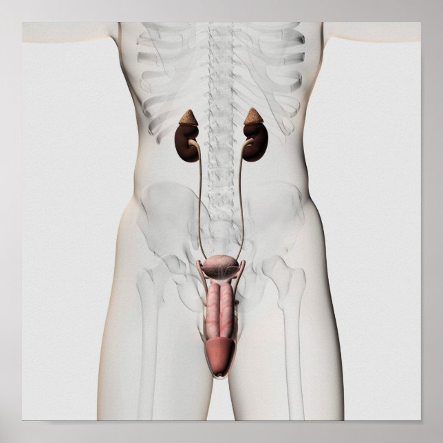 3D Illustration Of Male Reproductive System 3 Poster (Front)