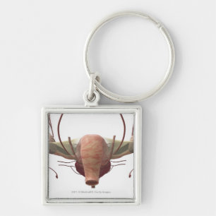 3d model of the female reproductive system key ring