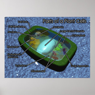 3D Plant Cell Diagram Poster
