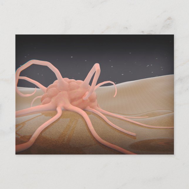 3D Rendering Of Macrophage Phagocytosis Postcard (Front)