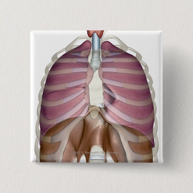 3d rendering of the respiratory system 15 cm square badge (Front)