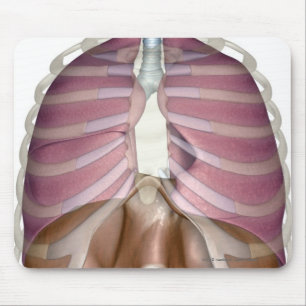 3d rendering of the respiratory system mouse mat