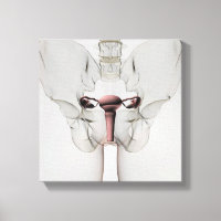 3D View Of Female Reproductive System