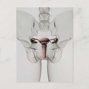 3D View Of Female Reproductive System Postcard
