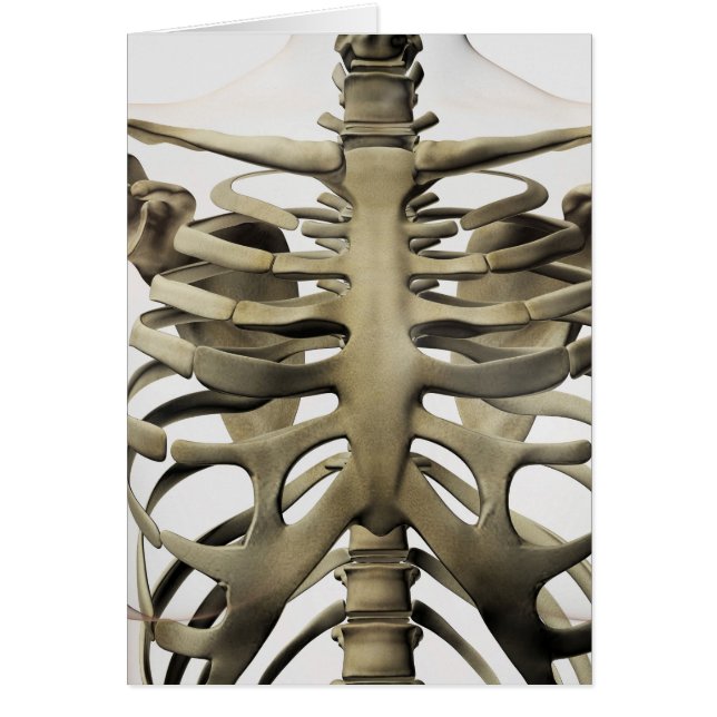 3D View Of Female Sternum And Rib Cage (Front)
