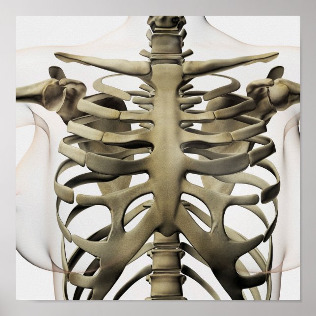 3D View Of Female Sternum And Rib Cage Poster (Front)