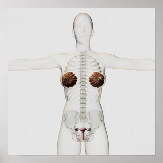 3D View Of The Female Reproductive System Poster (Front)