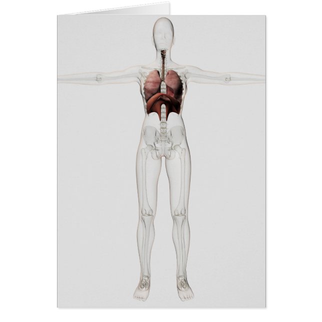 3D View Of The Female Respiratory System (Front)