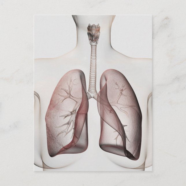 3D View Of The Female Respiratory System 1 Postcard (Front)