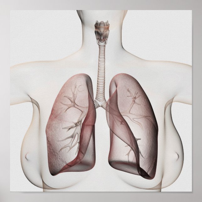 3D View Of The Female Respiratory System 1 Poster (Front)