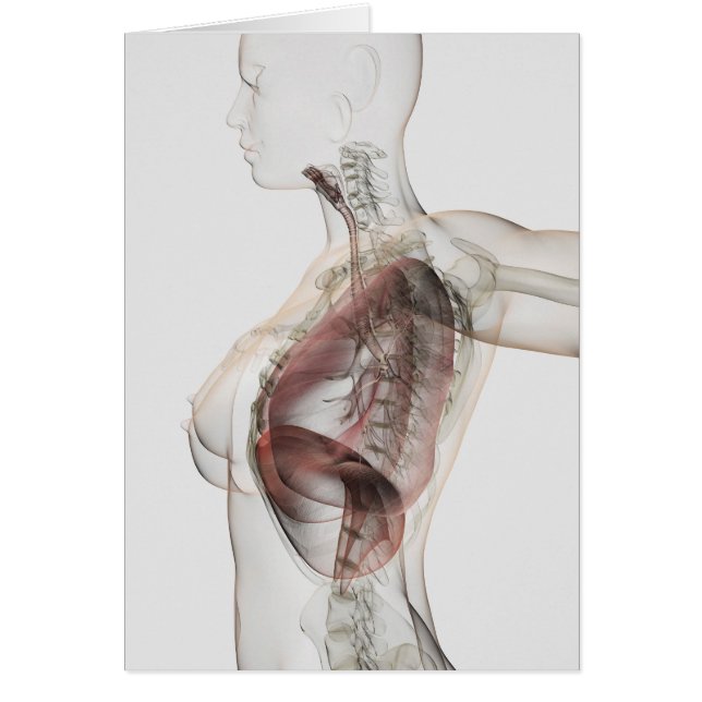 3D View Of The Female Respiratory System 2 (Front)