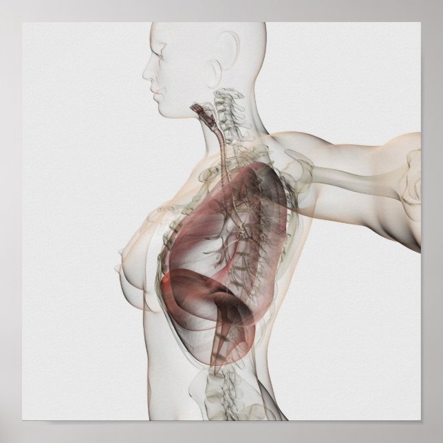 3D View Of The Female Respiratory System 2 Poster (Front)