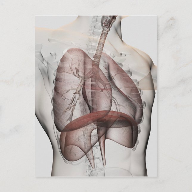 3D View Of The Male Respiratory System Postcard (Front)