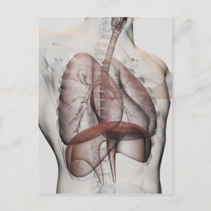 3D View Of The Male Respiratory System Postcard