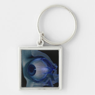 3d wireframe of the eye muscles in a socket key ring