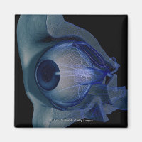 3d wireframe of the eye muscles in a socket