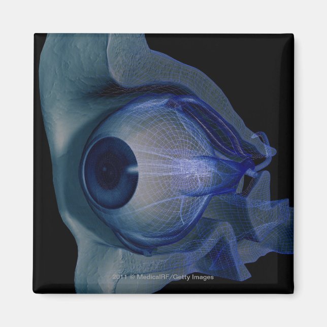 3d wireframe of the eye muscles in a socket magnet (Front)