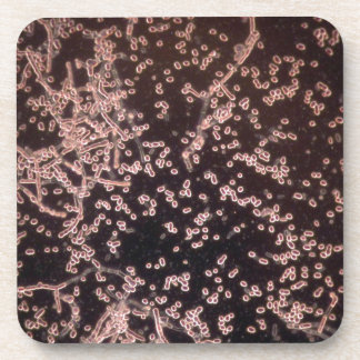 3D Yeast microscopic wet mount Coaster