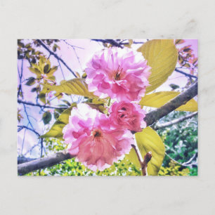 3PINK BLOSSOMS LIGHT POSTCARD