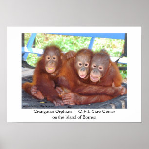 3's Not a Crowd - Orangutan Babies Poster