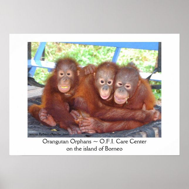 3's Not a Crowd - Orangutan Babies Poster (Front)