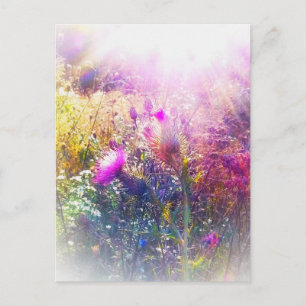 3THISTLES POSTCARD