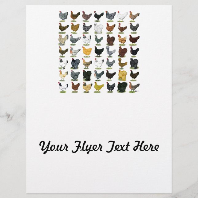 49 Chicken Hens Flyer (Front)