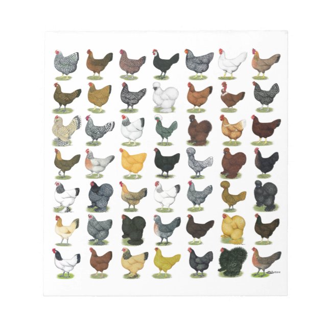 49 Chicken Hens Notepad (Front)