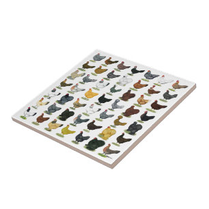 49 Chicken Hens Tile