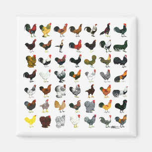 49 Roosters Magnet