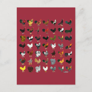 49 Roosters Postcard