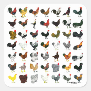 49 Roosters Square Sticker