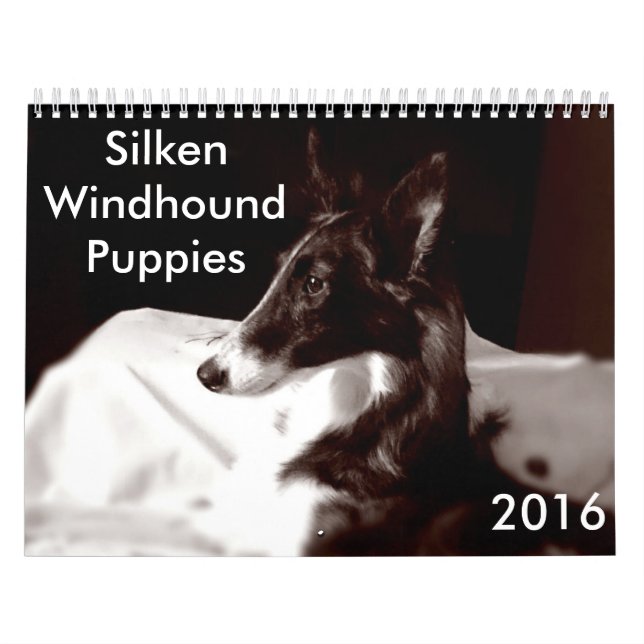 4 2016 Silken Windhound Puppies Calendar (Cover)