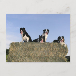 4 border collies.png postcard