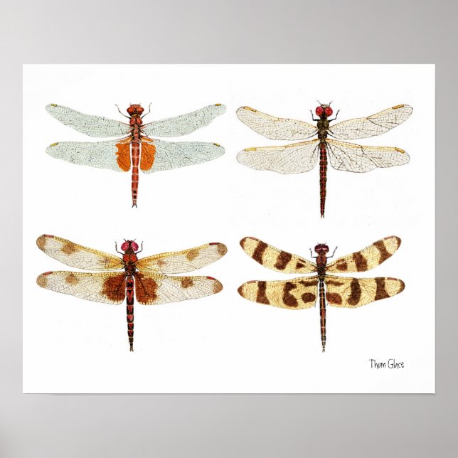 4 Dragonflies Art Poster (Front)