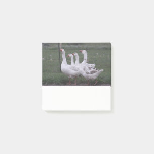 4 Ducks Post it Notes