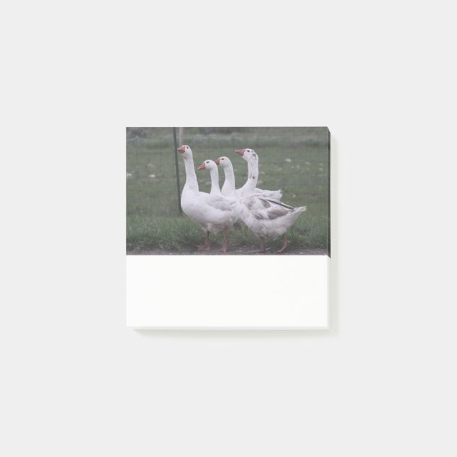 4 Ducks Post it Notes (Front)