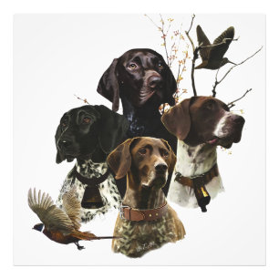 4 German Shorthaired Pointer Colours  Photo Print