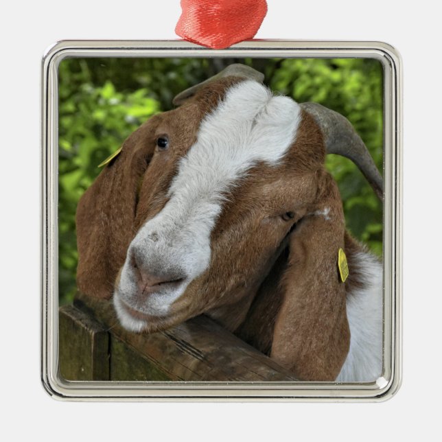 4-H Boer Goat Nanny Metal Tree Decoration (Front)